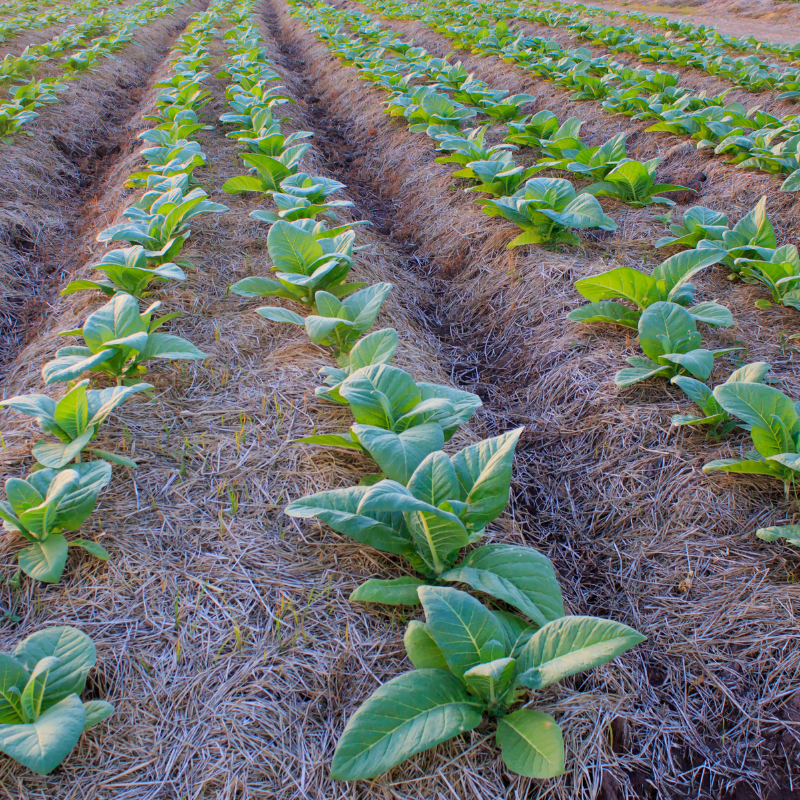 Tobacco seeds Gold dollar - 100
