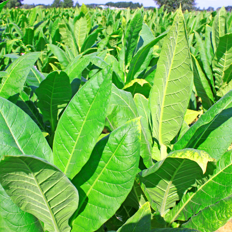 Tobacco seeds Gold dollar - 100