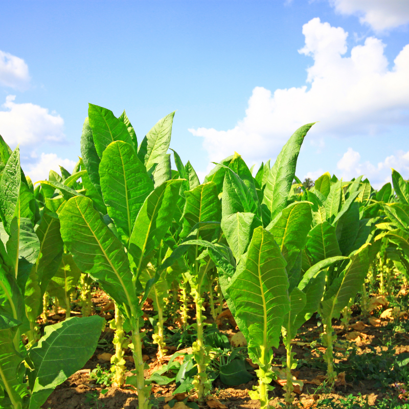 Tobacco seeds Gold dollar - 100