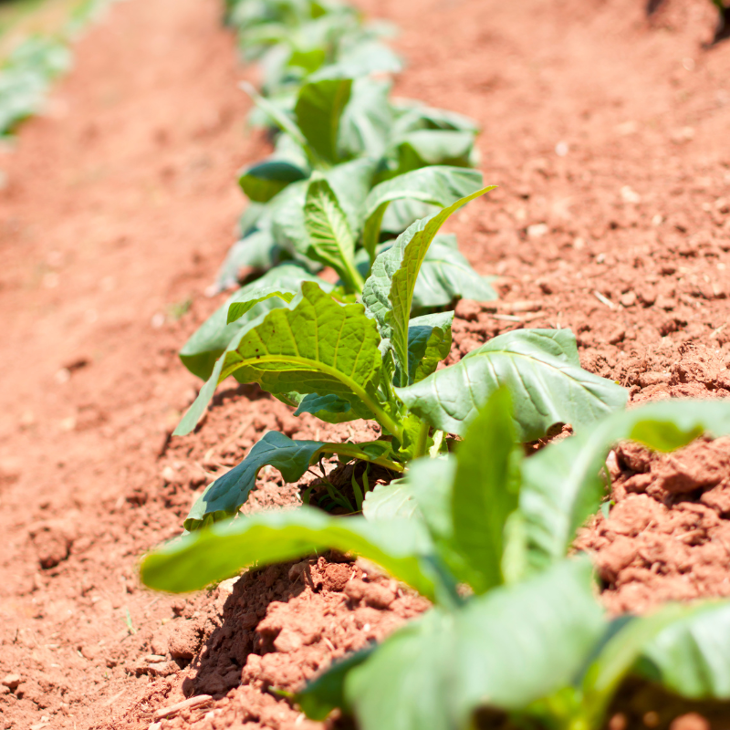 Tobacco seeds Gold dollar - 100