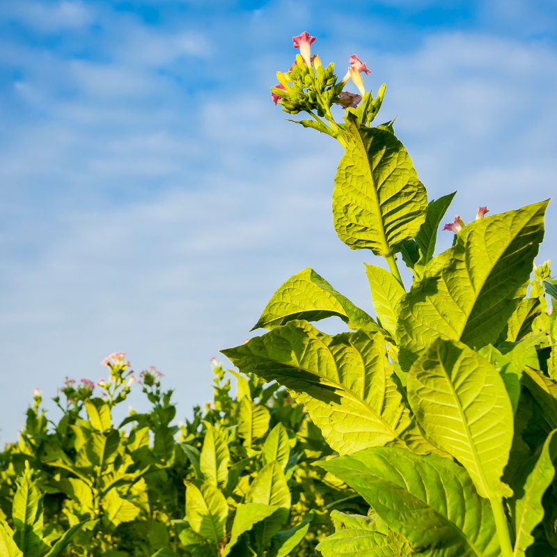 Tobacco seeds Spectr (Spectrum) - 100