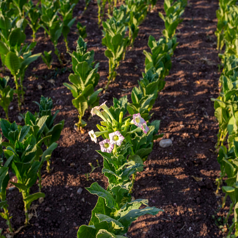 Tobacco seeds Spectr (Spectrum) - 100