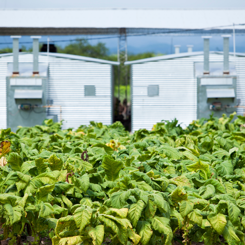 Tobacco seeds Spectr (Spectrum) - 100