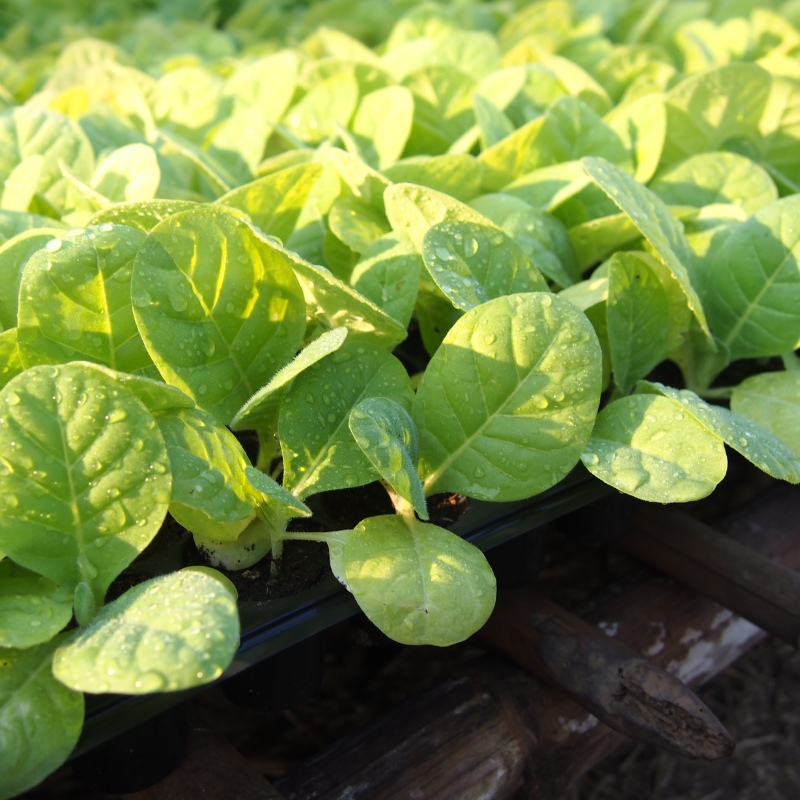 Tobacco seeds Spectr (Spectrum) - 100