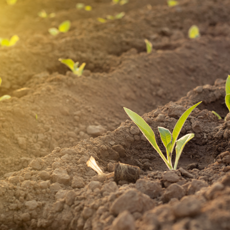 Tobacco seeds Spectr (Spectrum) - 100