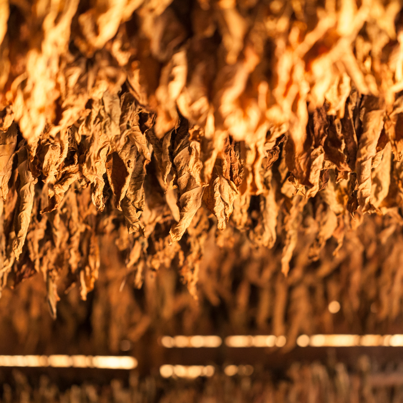 Tobacco seeds Spectr (Spectrum) - 100
