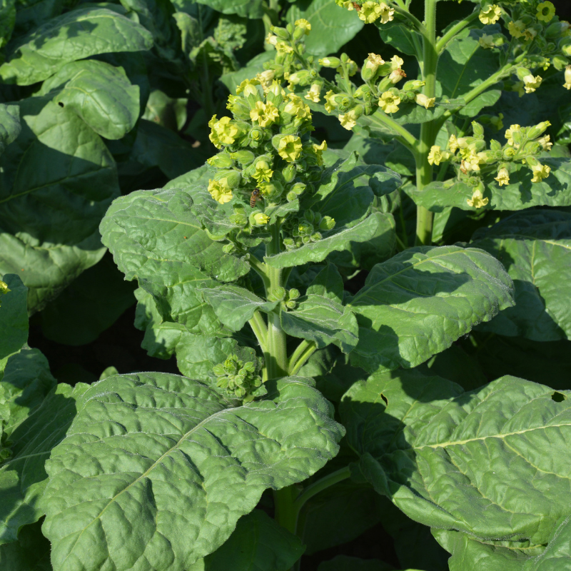 Tobacco seeds Spectr (Spectrum) - 100