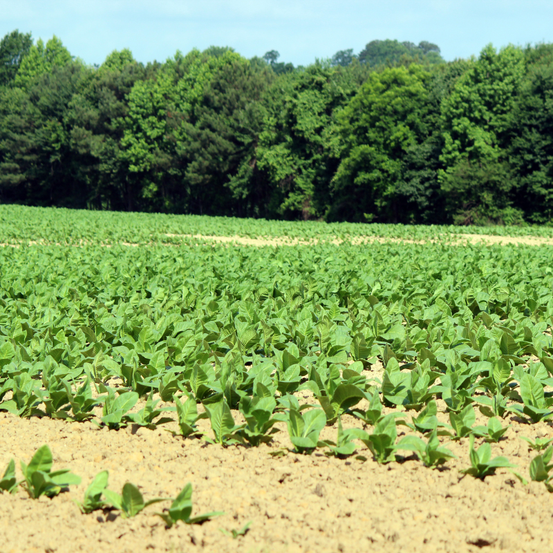 Tobacco seeds Chilean - 100
