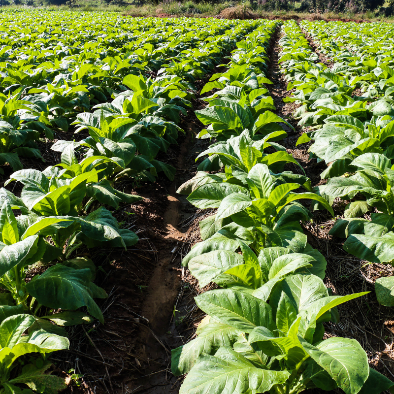 Tobacco seeds Chilean - 100