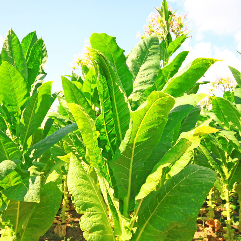 Tobacco seeds Chilean - 100