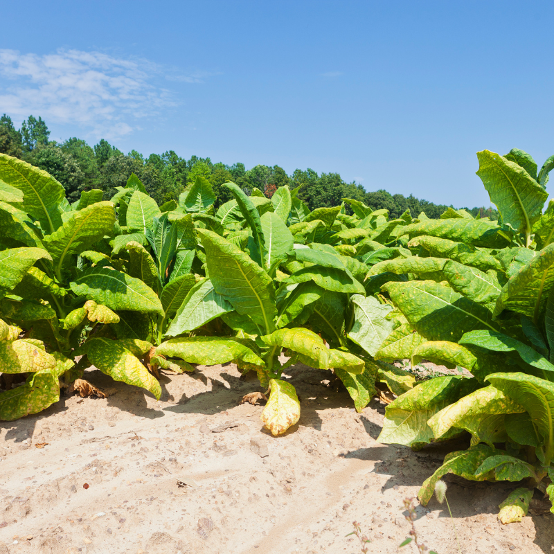 Tobacco seeds Chilean - 100