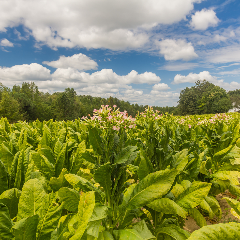 Tobacco seeds Chilean - 100