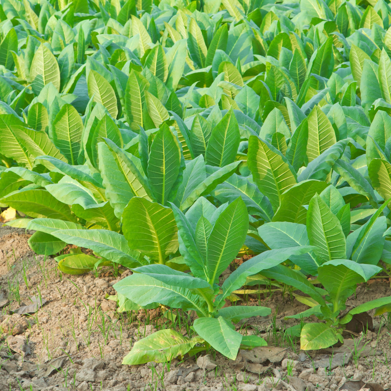 Tobacco seeds Chilean - 100