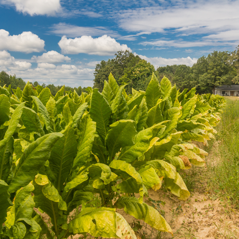 Tobacco seeds Chilean - 100