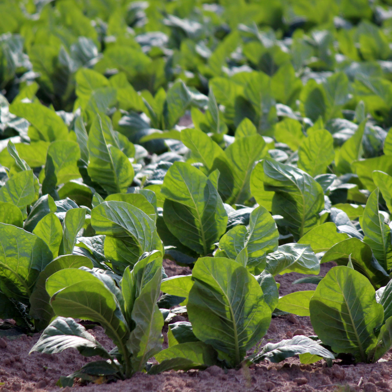 Tobacco seeds Habano 2000 - 100