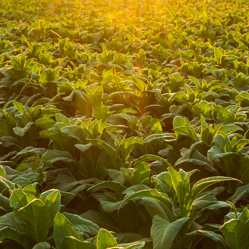 Tobacco seeds Habano 2000 - 100