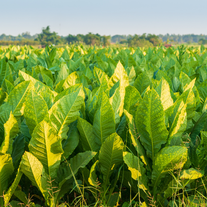 Tobacco seeds Habano 2000 - 100