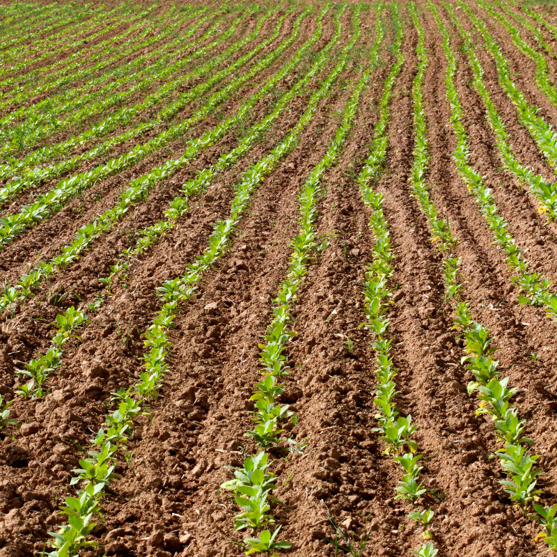 Tobacco seeds Habano 2000 - 100