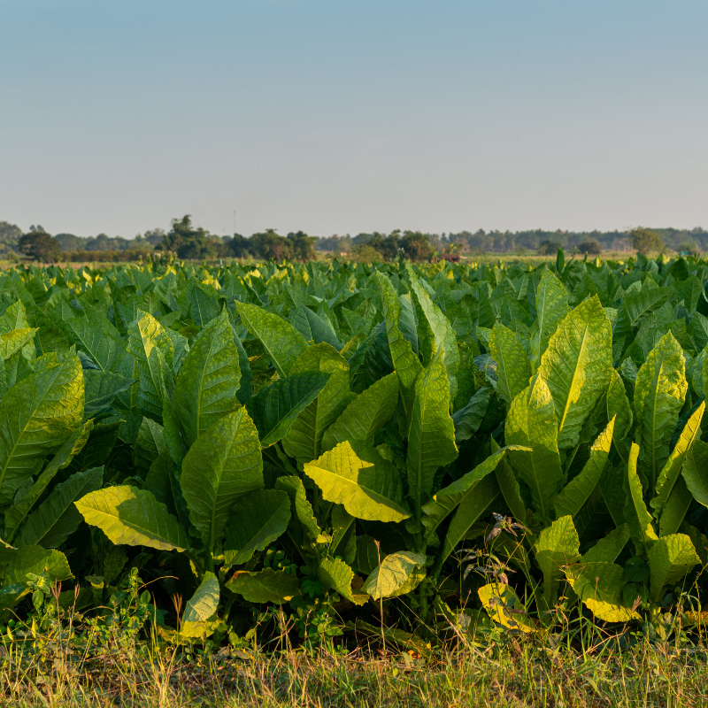 Tobacco seeds Habano 2000 - 100