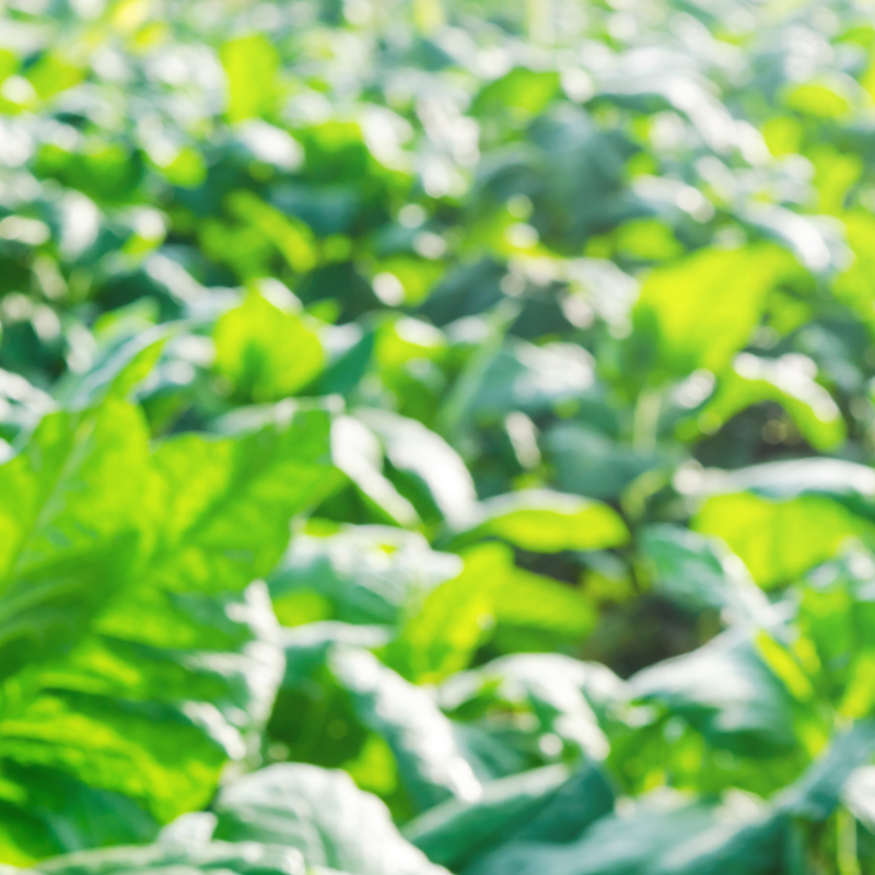 Tobacco seeds Habano 2000 - 100