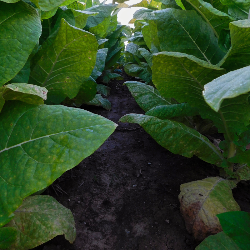 Tobacco seeds Habano 2000 - 100