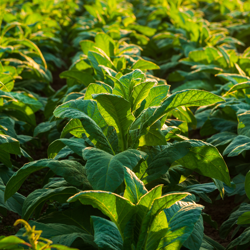 Tobacco seeds Habano 2000 - 100