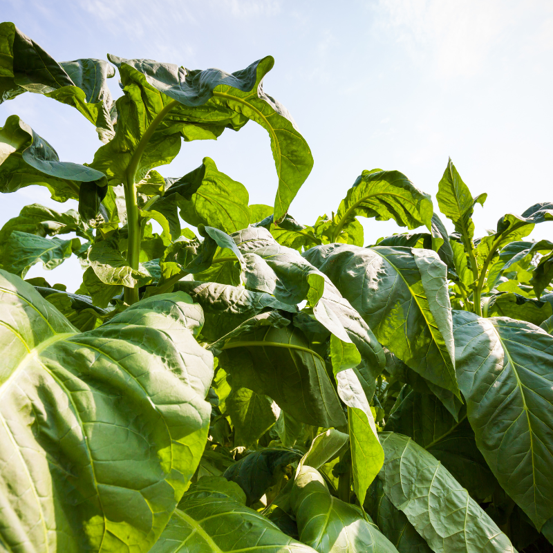Tobacco seeds Yellow-Leaf 36 (Zeltolistny 36) - 300