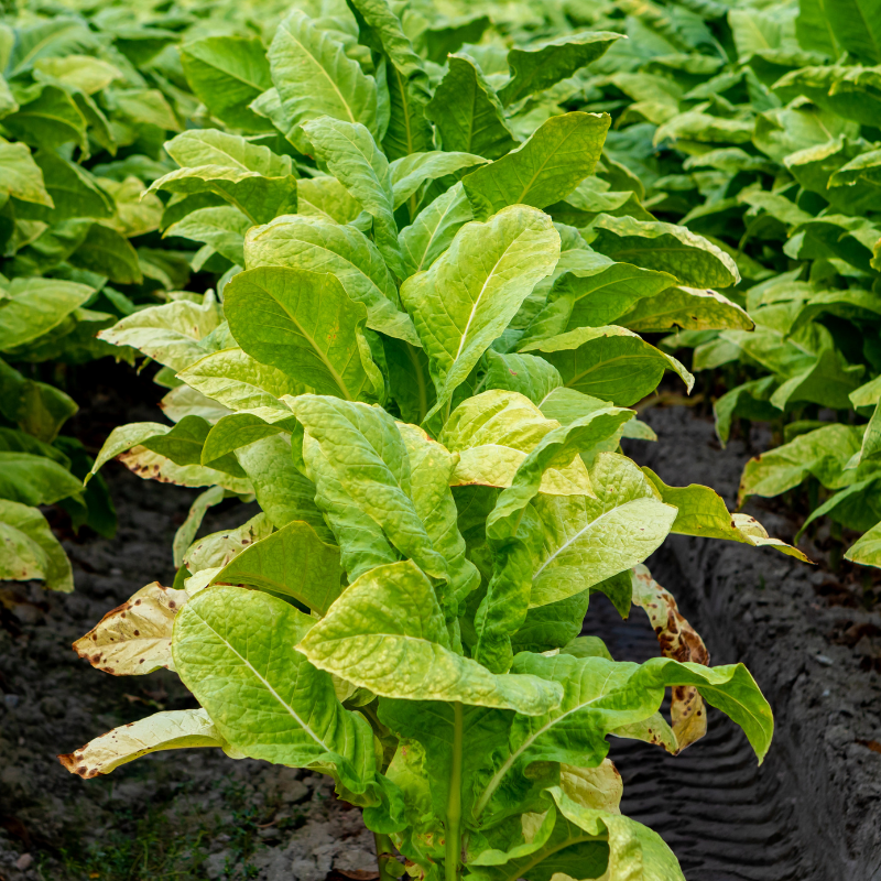 Tobacco seeds Yellow-Leaf 36 (Zeltolistny 36) - 300