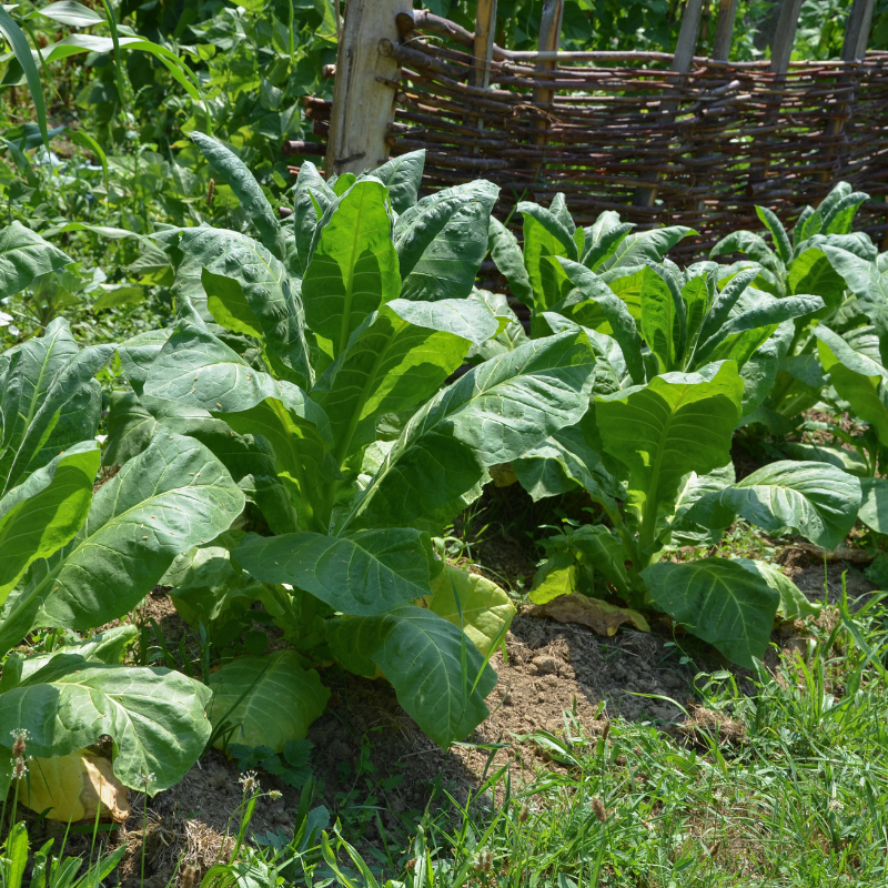 Tobacco seeds Yellow-Leaf 36 (Zeltolistny 36) - 100
