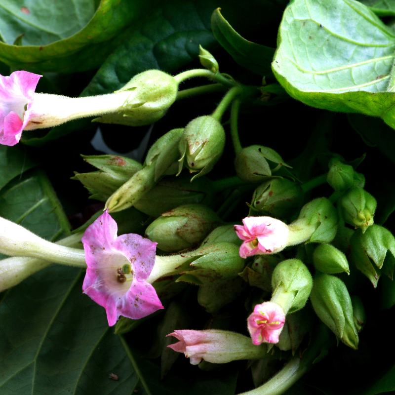 Tobacco seeds Yellow-Leaf 36 (Zeltolistny 36) - 300