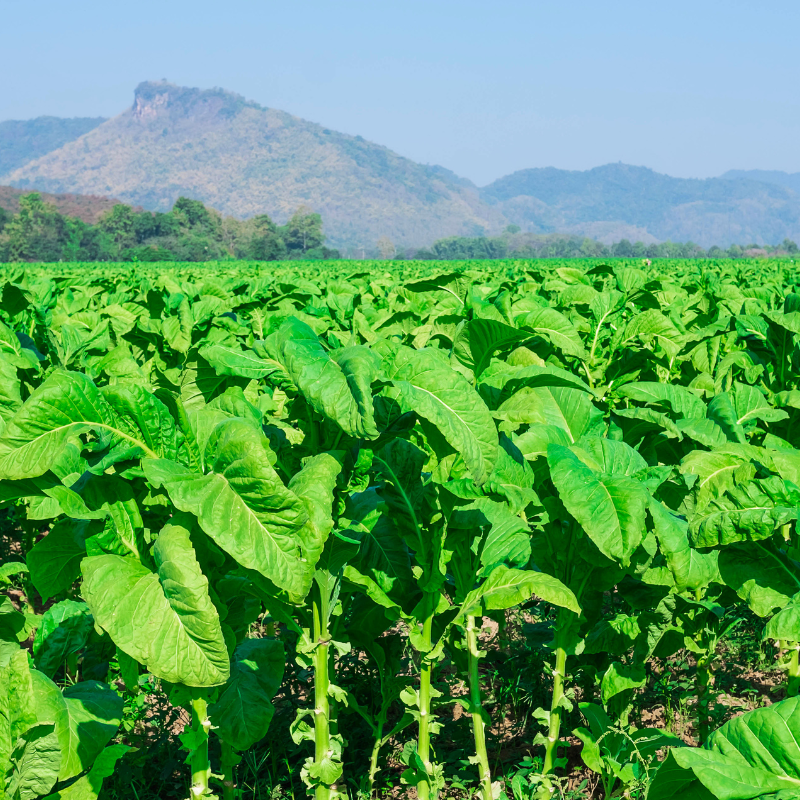 Tobacco seeds Yellow-Leaf 36 (Zeltolistny 36) - 300