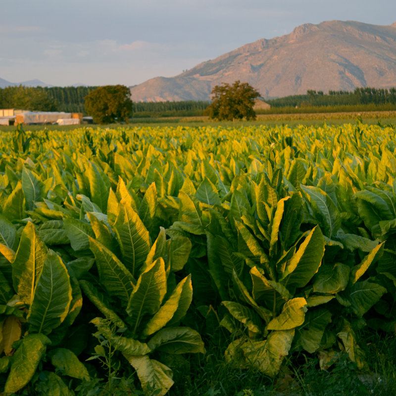 Tobacco seeds Yellow-Leaf 36 (Zeltolistny 36) - 300