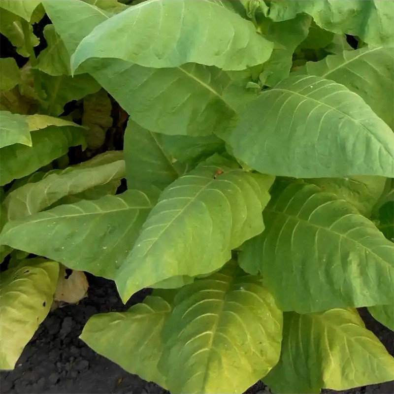 Tobacco seeds Smyrna - 300