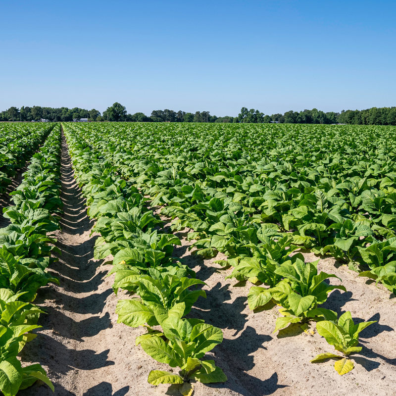 Tobacco seeds Pennsylvania Red - 100