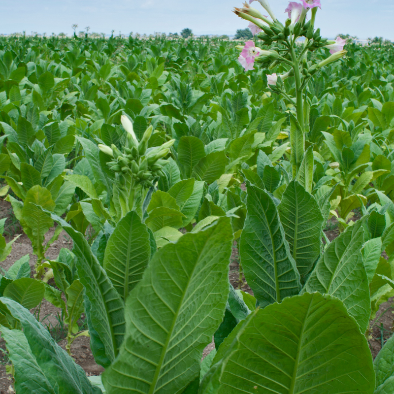 Tobacco seeds Pennsylvania Red - 100
