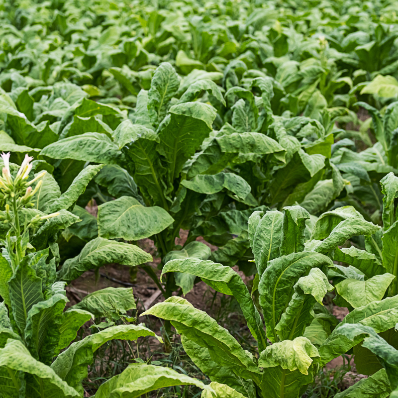 Tobacco seeds Pennsylvania Red - 100