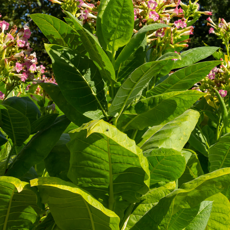 Tobacco seeds Pennsylvania Red - 100