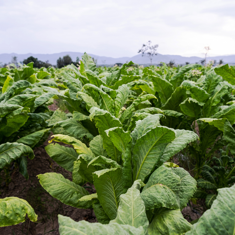 Tobacco seeds Pennsylvania Red - 100
