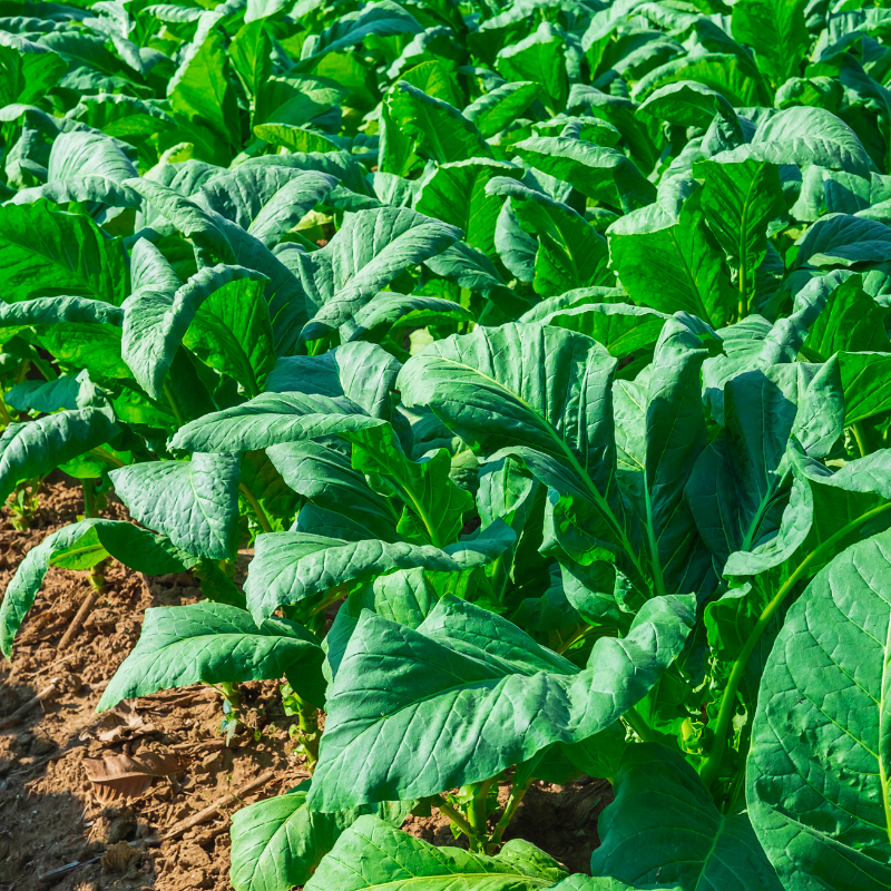 Tobacco seeds Pennsylvania Red - 100