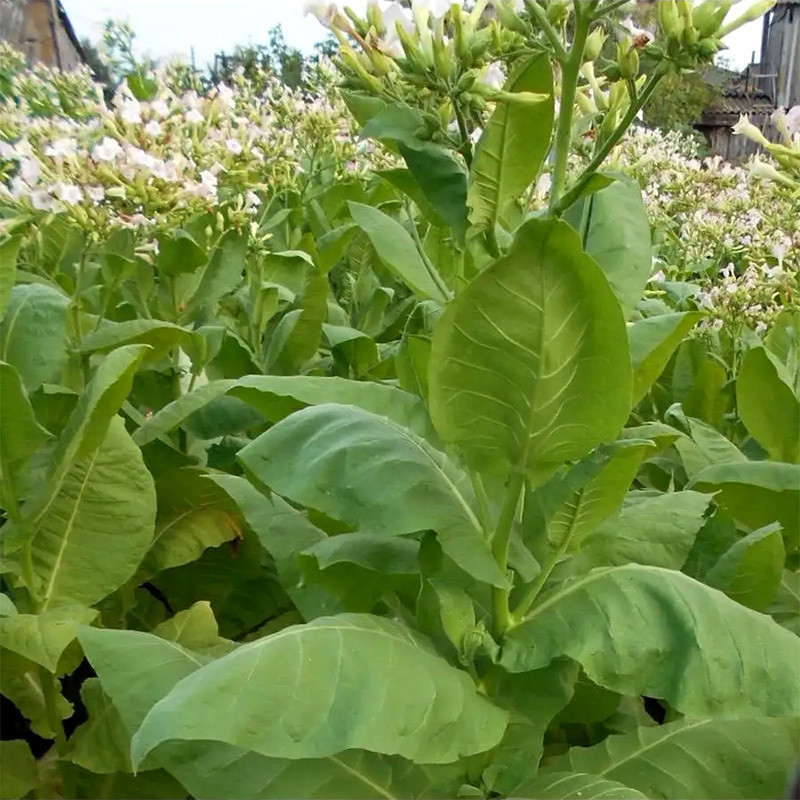 Tobacco seeds Burley Dark Strong - 100