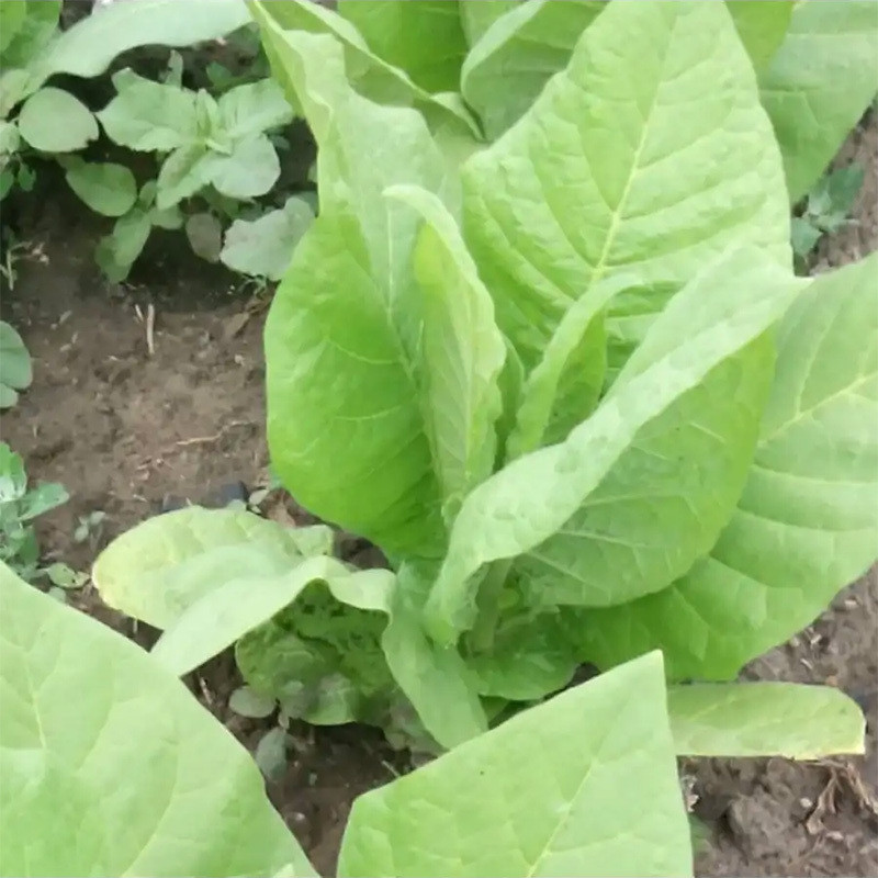 Tobacco seeds Burley Dark Strong - 100