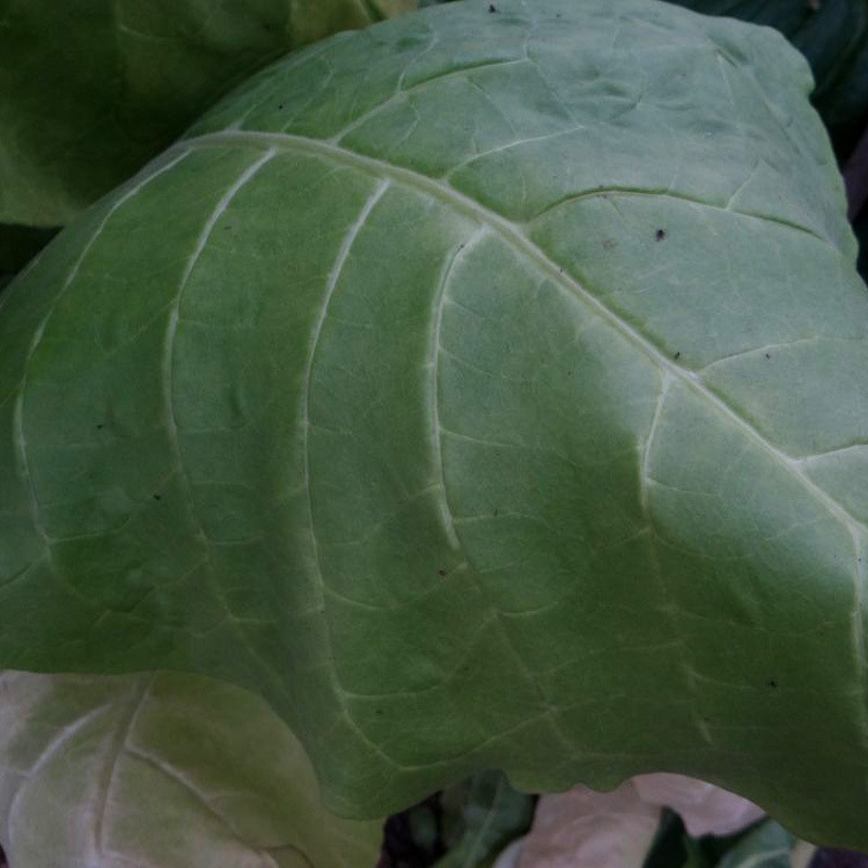 Tobacco seeds Burley Dark Strong - 100