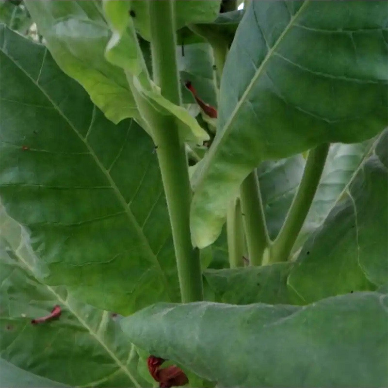 Tobacco seeds Burley Dark Strong - 100