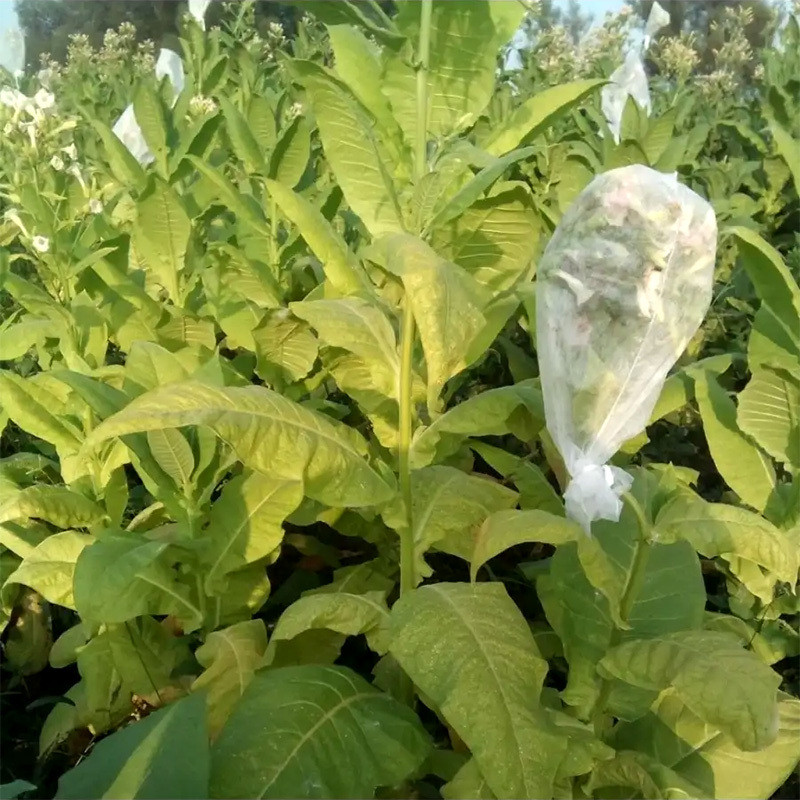 Tobacco seeds Burley Dark Strong - 100
