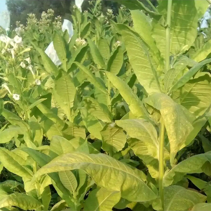 Tobacco seeds Burley Dark Strong - 100