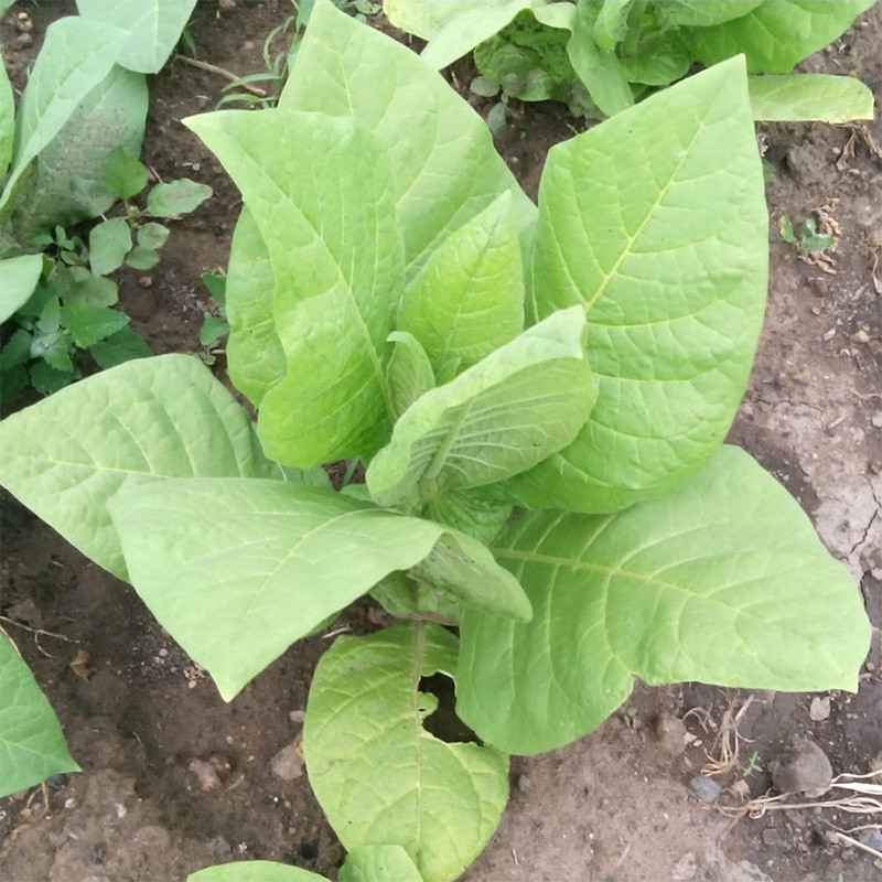 Tobacco seeds Burley Dark Strong - 100