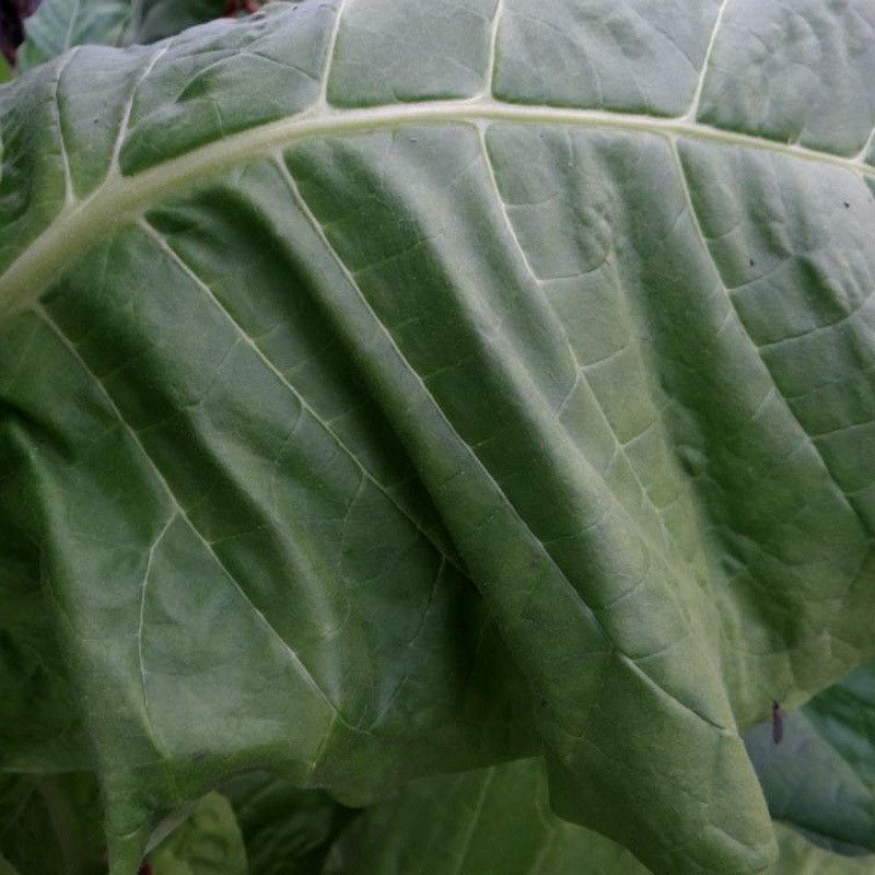 Tobacco seeds Burley Dark Strong - 100