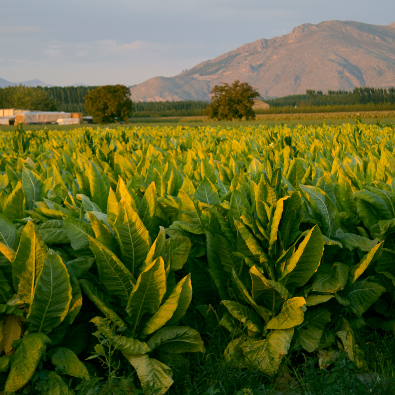 Tobacco seeds Monte Calme - 100