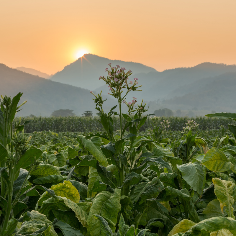 Tobacco seeds Monte Calme - 100