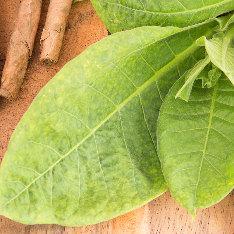 Tobacco seeds Monte Calme - 100